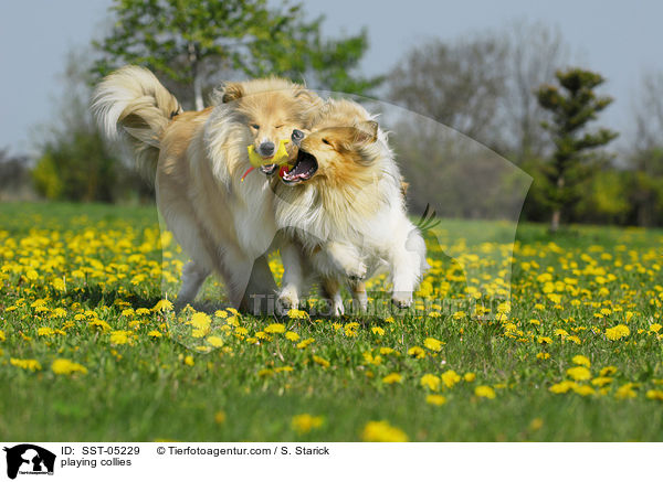 playing collies / SST-05229