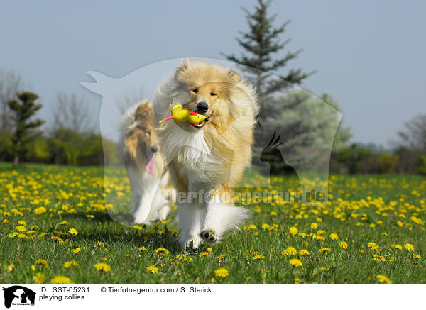 playing collies / SST-05231