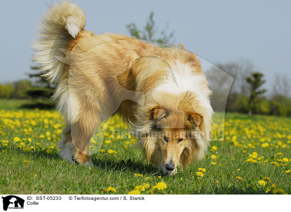 Collie / Collie / SST-05233