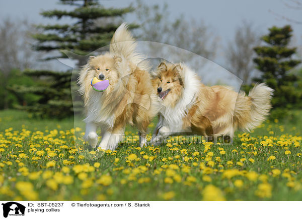 playing collies / SST-05237