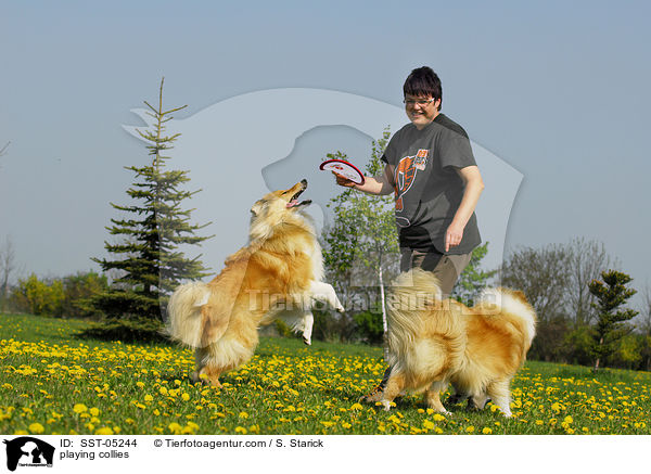 playing collies / SST-05244