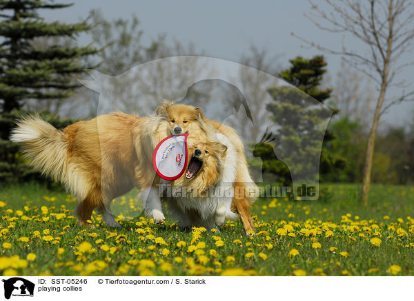 playing collies / SST-05246