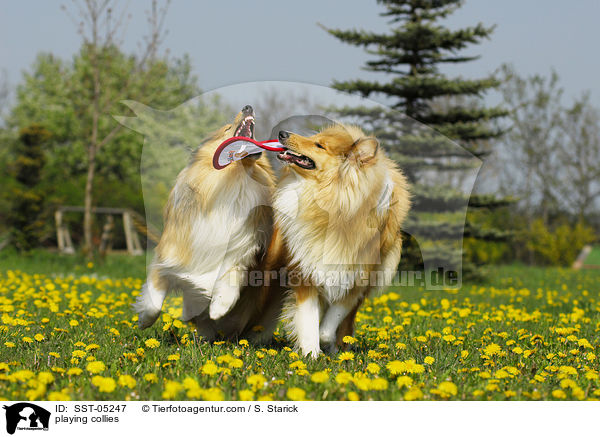 playing collies / SST-05247