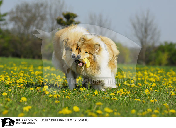 playing collies / SST-05249