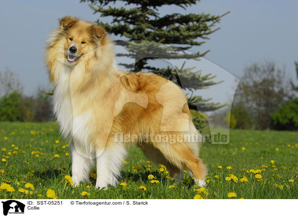 Collie / SST-05251
