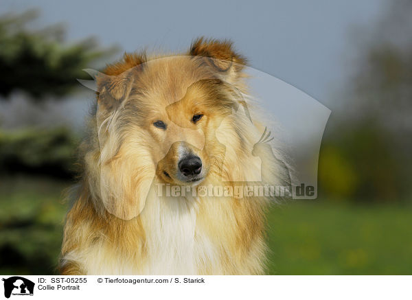 Collie Portrait / SST-05255