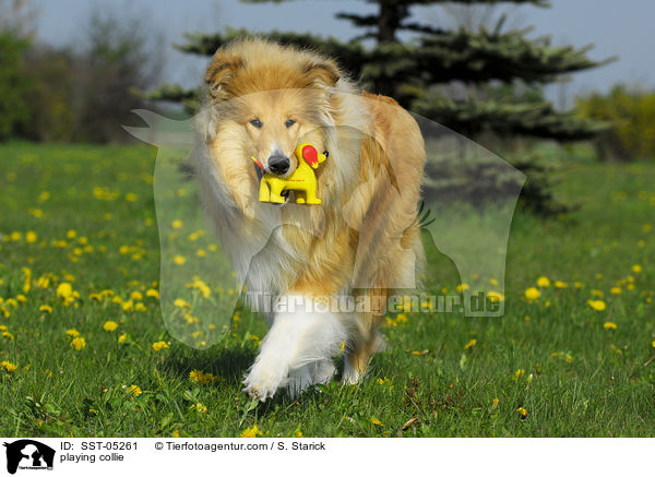 playing collie / SST-05261