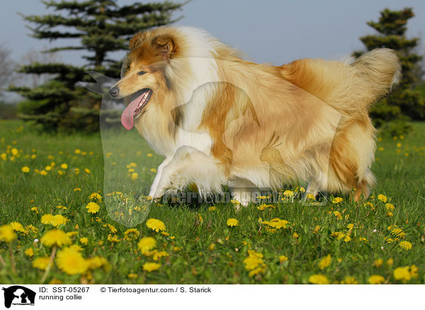 running collie / SST-05267