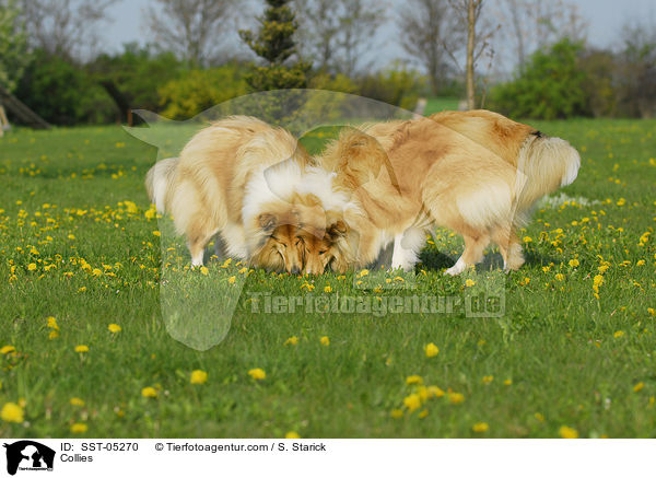 Collies / SST-05270