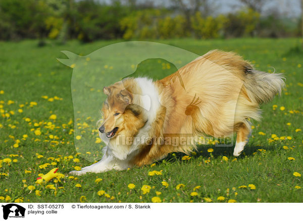 playing collie / SST-05275