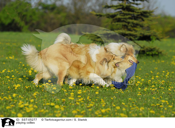 playing collies / SST-05277