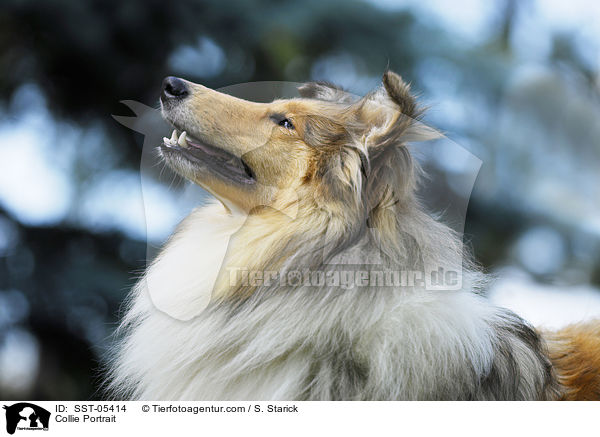 Collie Portrait / Collie Portrait / SST-05414