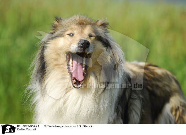 Collie Portrait / Collie Portrait / SST-05421