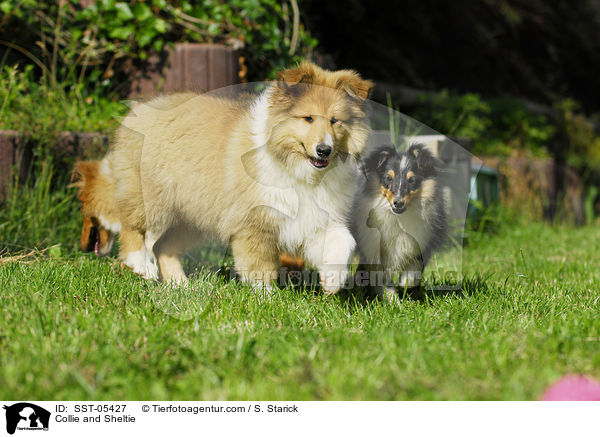 Collie and Sheltie / SST-05427