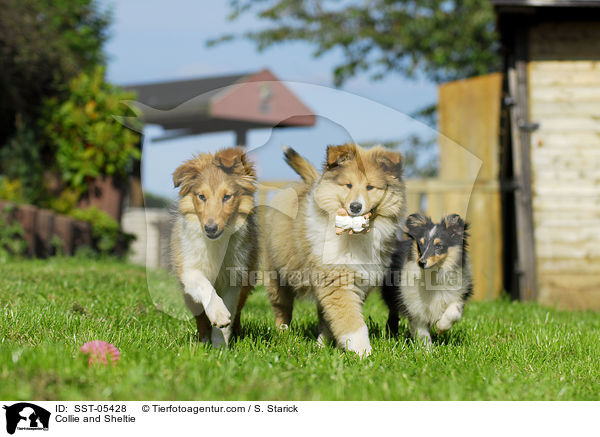 Collie and Sheltie / SST-05428