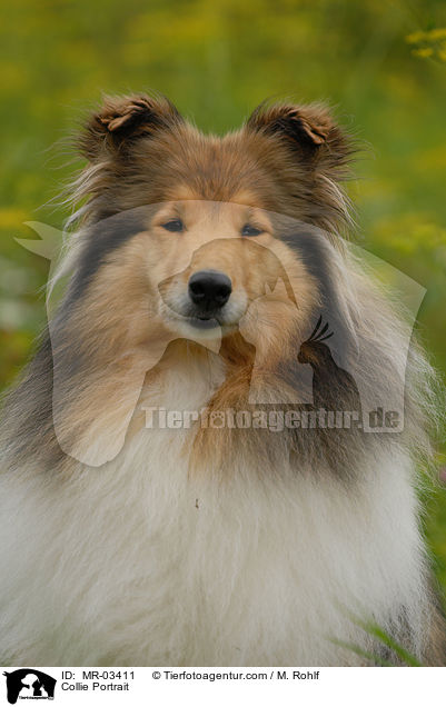 Collie Portrait / MR-03411