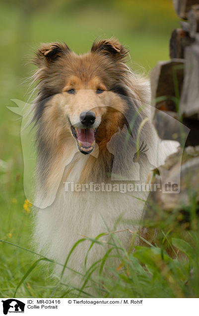 Langhaarcollie Portrait / Collie Portrait / MR-03416