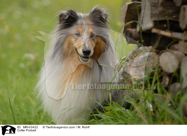 Collie Portrait / MR-03422