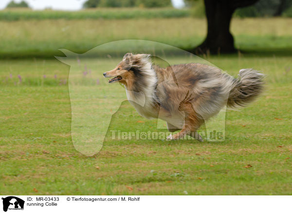 running Collie / MR-03433