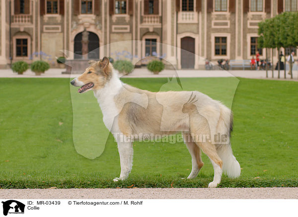 Langhaarcollie / Collie / MR-03439