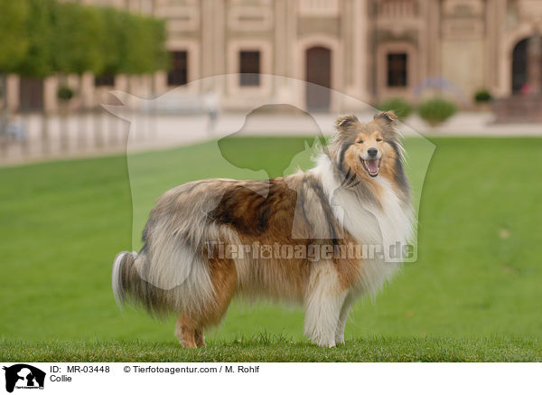 Collie / MR-03448