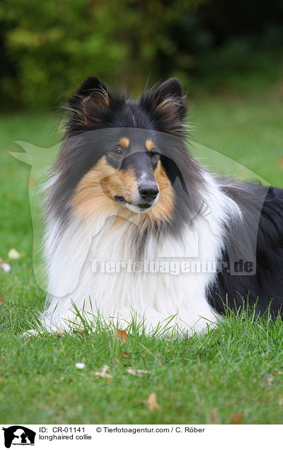 longhaired collie / CR-01141