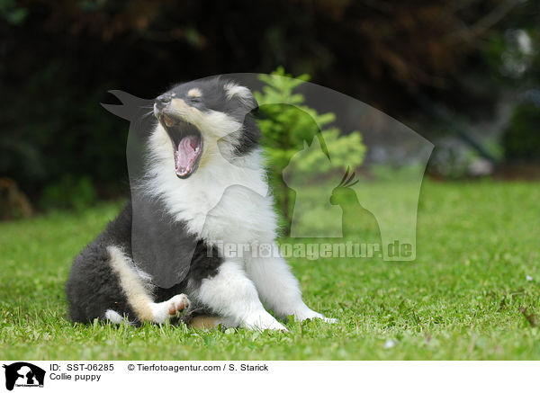 Collie Welpe / Collie puppy / SST-06285
