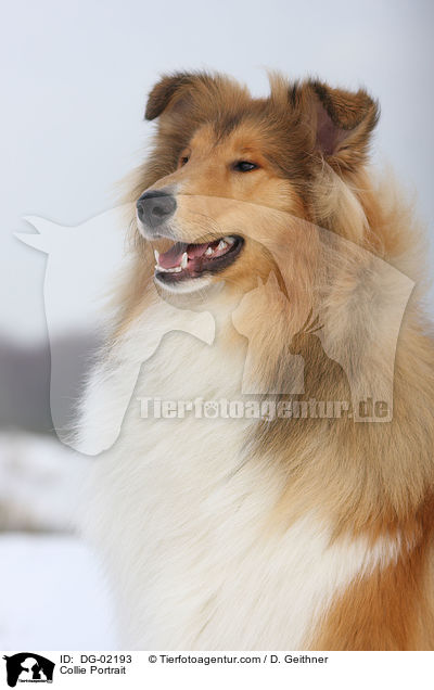 Collie Portrait / DG-02193