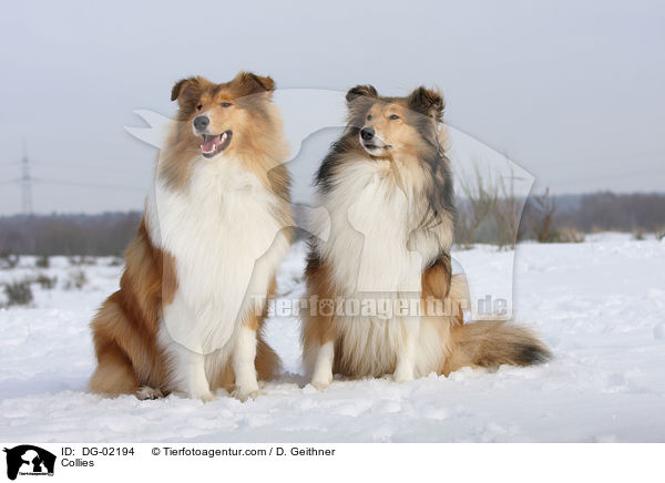 Collies / DG-02194