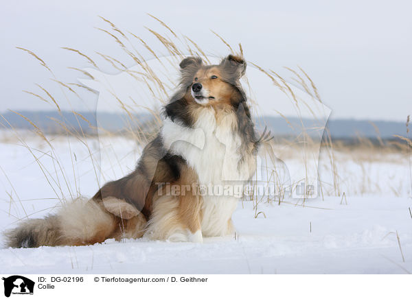 Collie / DG-02196