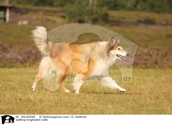 walking longhaired collie / DG-02638