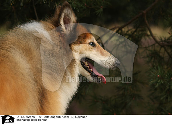 longhaired collie portrait / DG-02676