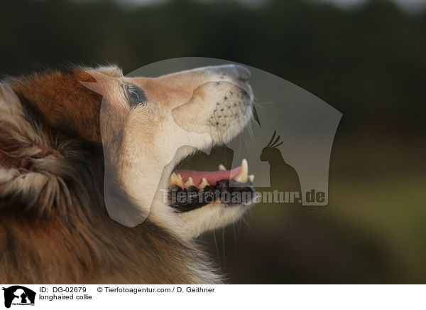 longhaired collie / DG-02679