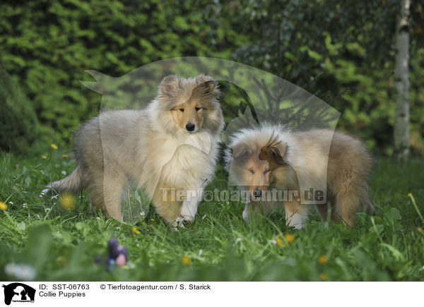 Collie Puppies / SST-06763