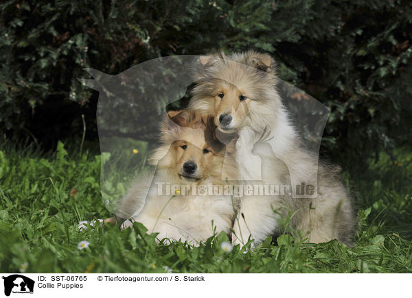 Collie Puppies / SST-06765