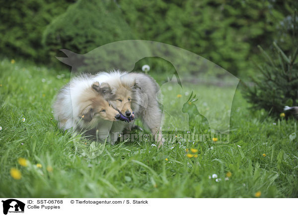 Collie Puppies / SST-06768