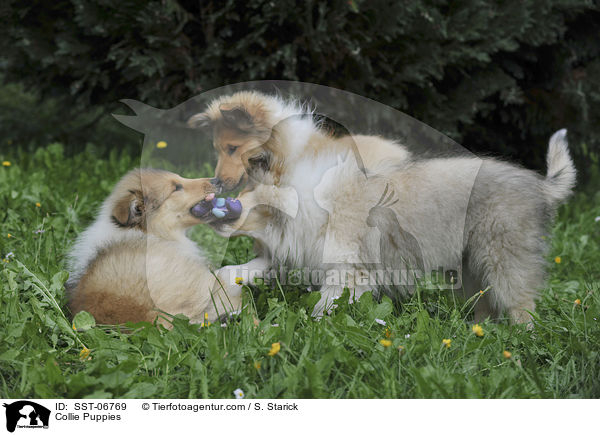 Collie Puppies / SST-06769