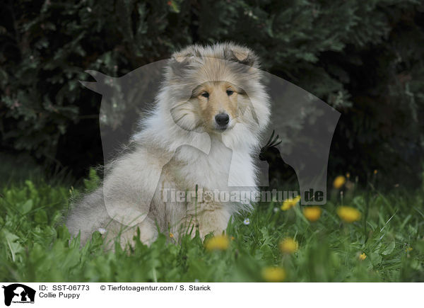 Collie Puppy / SST-06773
