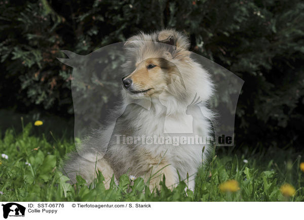 Collie Puppy / SST-06776