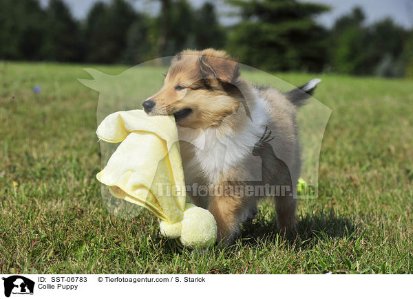 Collie Puppy / SST-06783