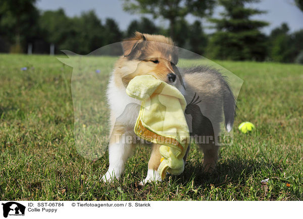 Collie Puppy / SST-06784