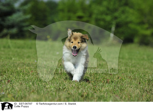 Collie Puppy / SST-06787