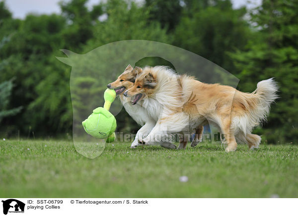 playing Collies / SST-06799