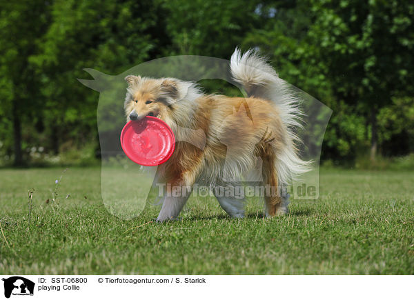 playing Collie / SST-06800