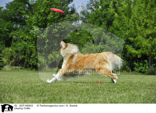 playing Collie / SST-06802