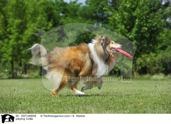 playing Collie / SST-06808