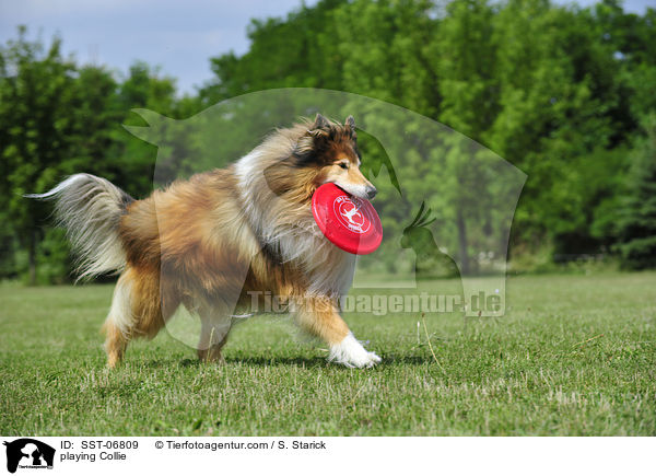 playing Collie / SST-06809