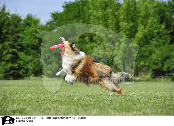 playing Collie / SST-06811