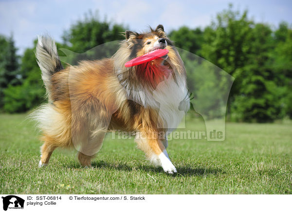 playing Collie / SST-06814