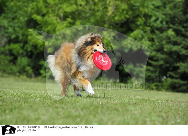 playing Collie / SST-06816